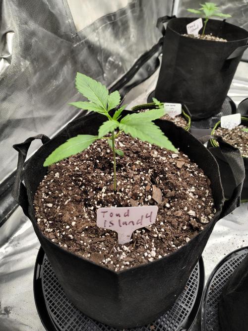 Toad island S1. Week 2