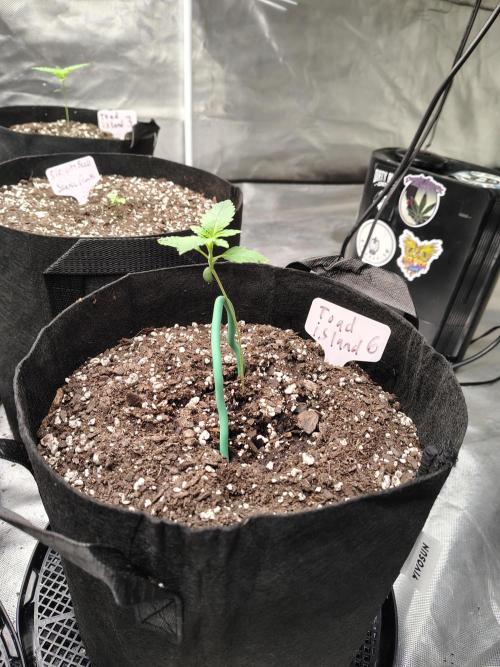 Toad island S1. Week 2