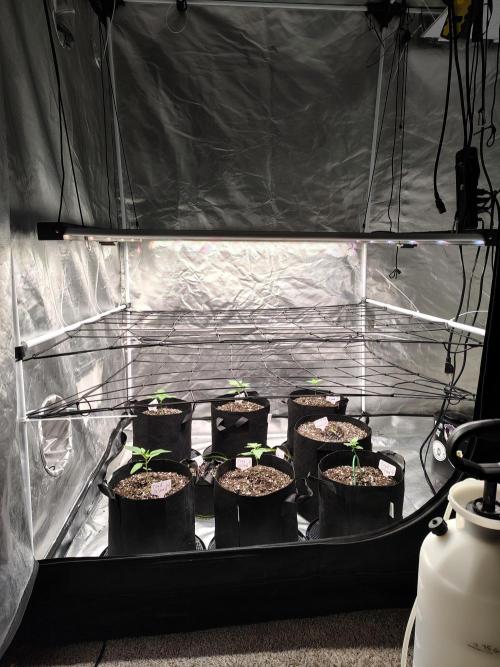 Toad island S1. Week 2