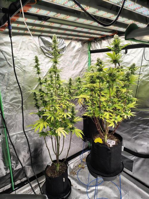 Goupy Banana. Week 8
