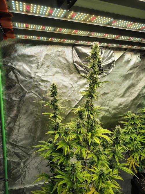 Goupy Banana. Week 8