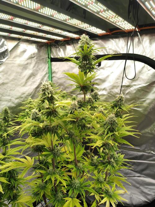Goupy Banana. Week 8