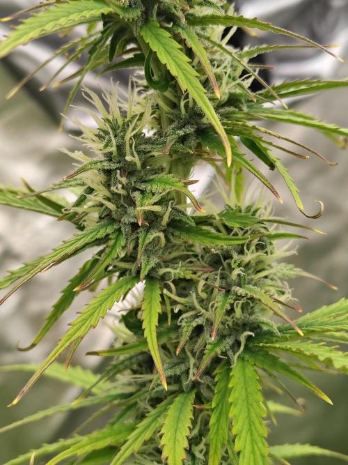 Goupy Banana. Week 8