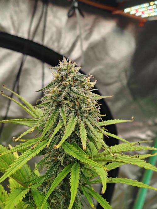 Goupy Banana Auto. Week 8