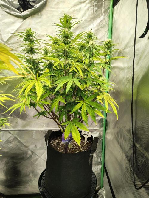 Sticky Broccoli. Week 8