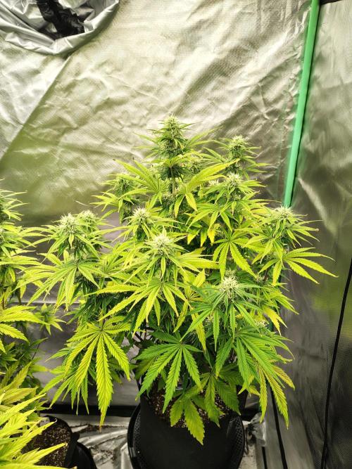 Sticky Broccoli. Week 8