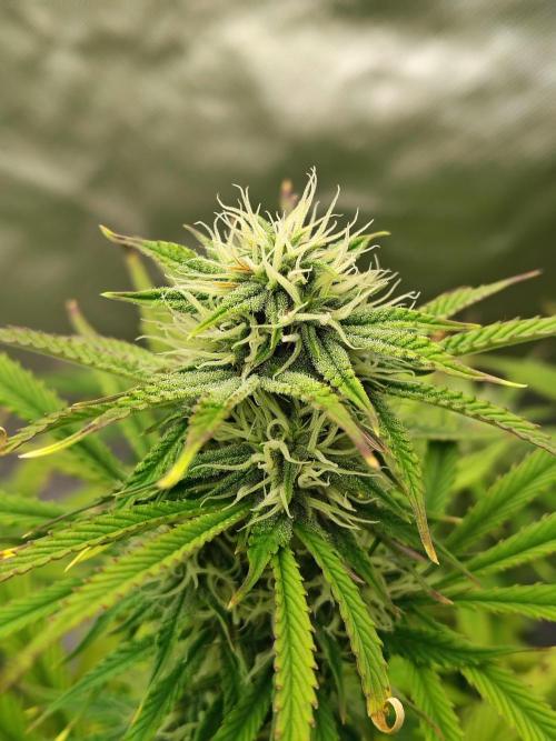 Sticky Broccoli. Week 8