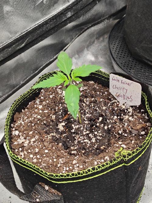 Cherry Cookies Auto. Week 1