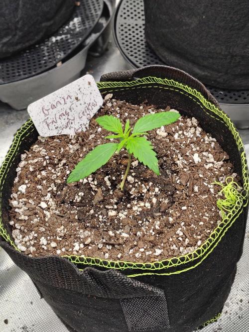 Cherry Cookies Auto. Week 1