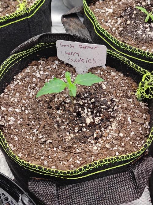 Cherry Cookies Auto. Week 1