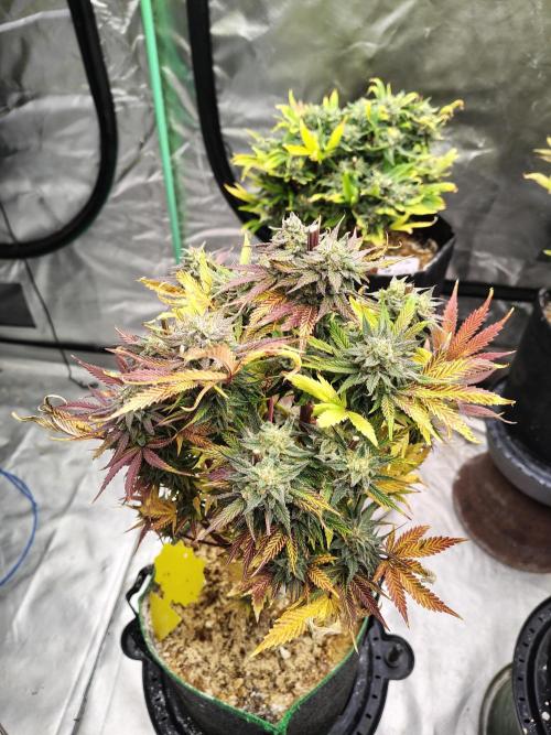 The Perm. Week 11