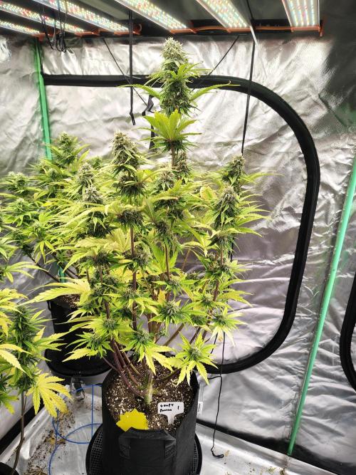Goupy Banana. Week 8