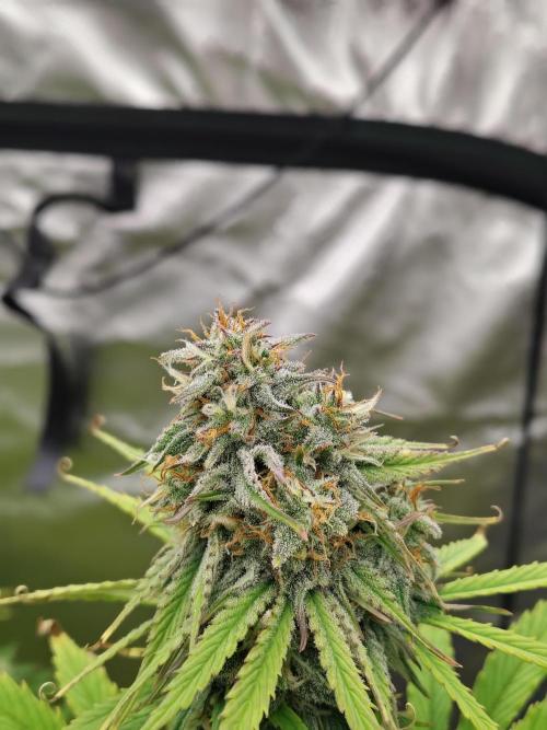 Goupy Banana. Week 8