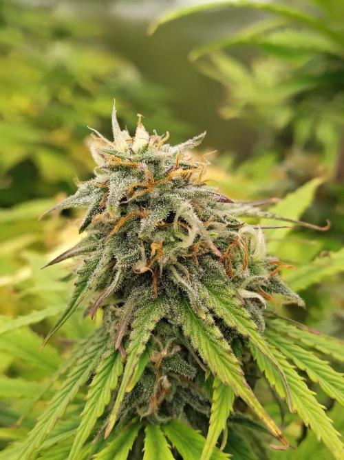 Goupy Banana. Week 8