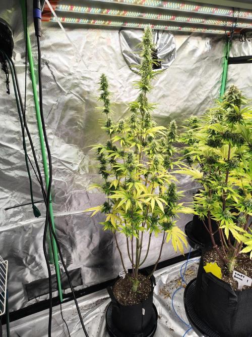 Goupy Banana. Week 8