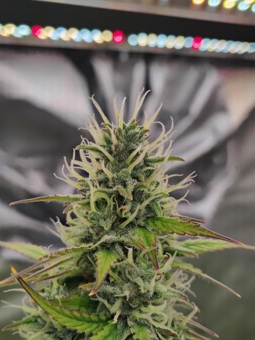 Goupy Banana Auto. Week 8