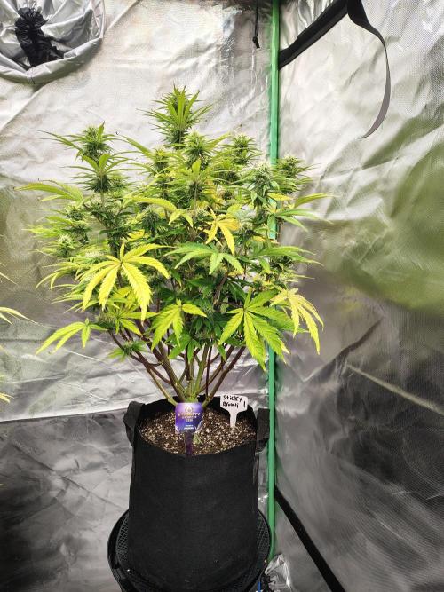 Sticky Broccoli. Week 8