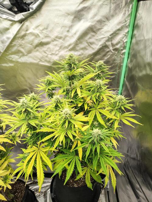 Sticky Broccoli. Week 8