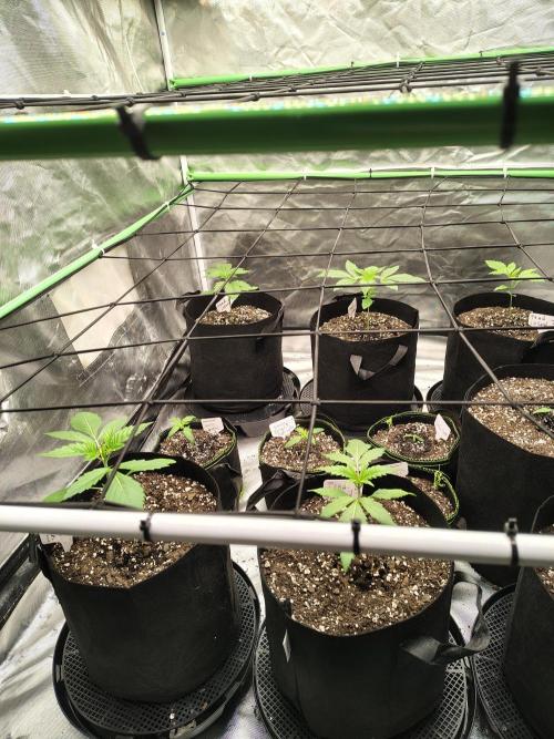 Toad island S1. Week 2