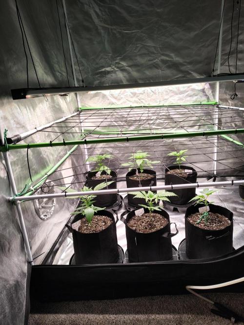 Toad island S1. Week 3