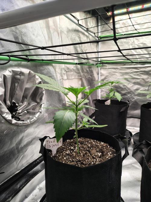 Toad island S1. Week 3