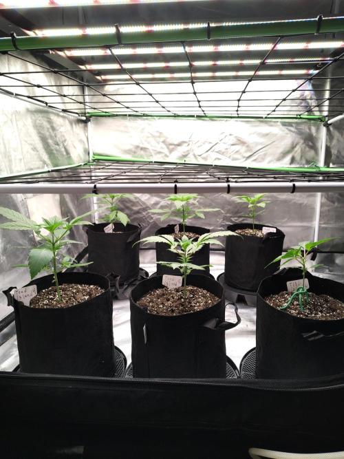 Toad island S1. Week 3