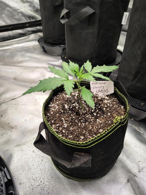 Cherry Cookies Auto. Week 2