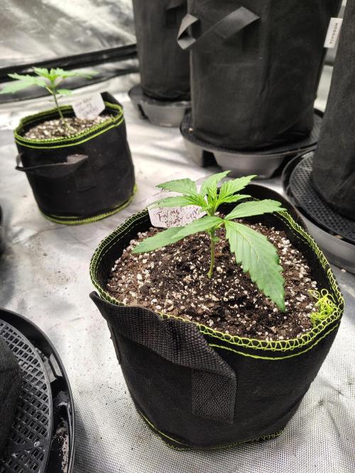 Cherry Cookies Auto. Week 2