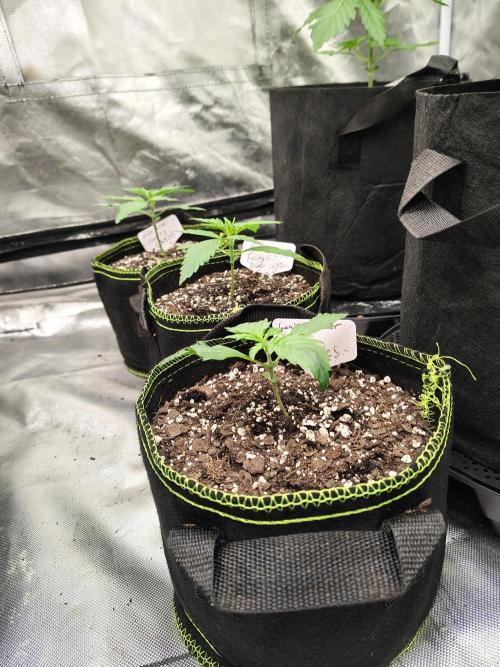 Cherry Cookies Auto. Week 2