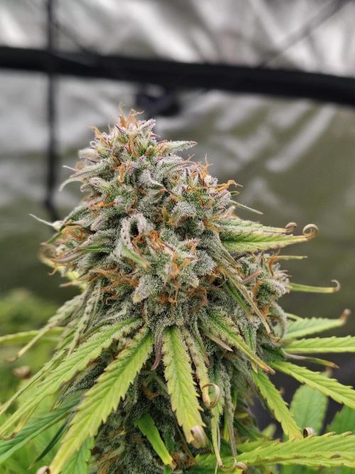 Goupy Banana. Week 9