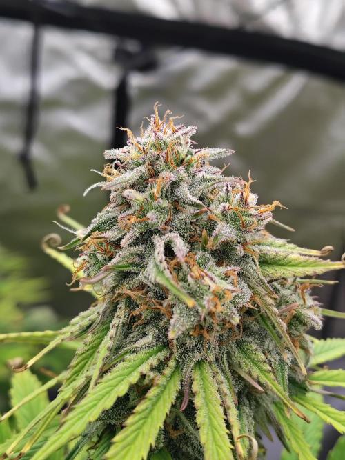 Goupy Banana. Week 9