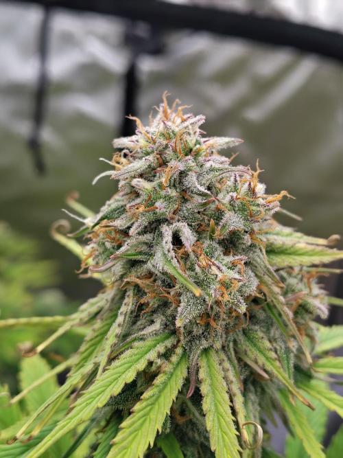 Goupy Banana. Week 9