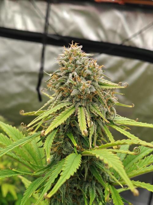 Goupy Banana. Week 9