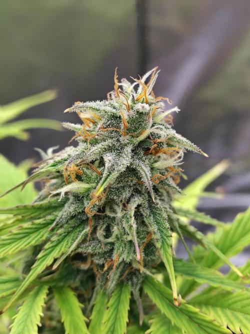 Goupy Banana. Week 9