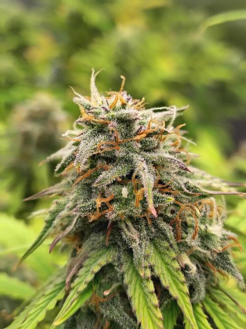 Goupy Banana. Week 9