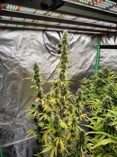 Goupy Banana Auto. Week 9