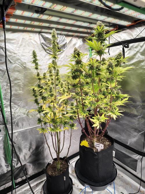Goupy Banana. Week 9