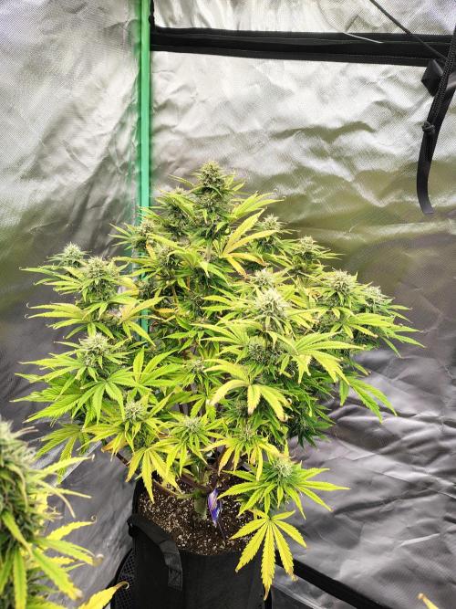 Sticky Broccoli. Week 9