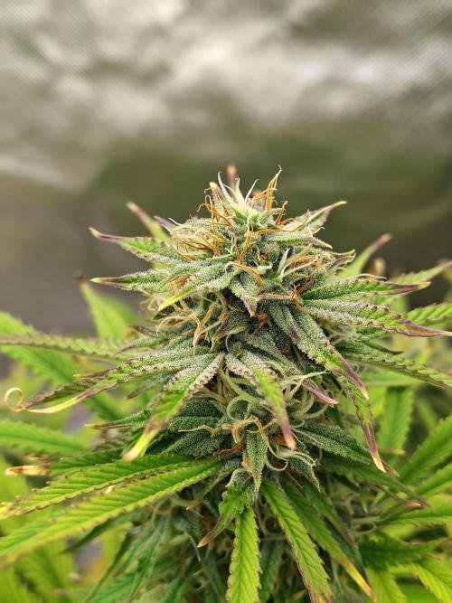 Sticky Broccoli. Week 9