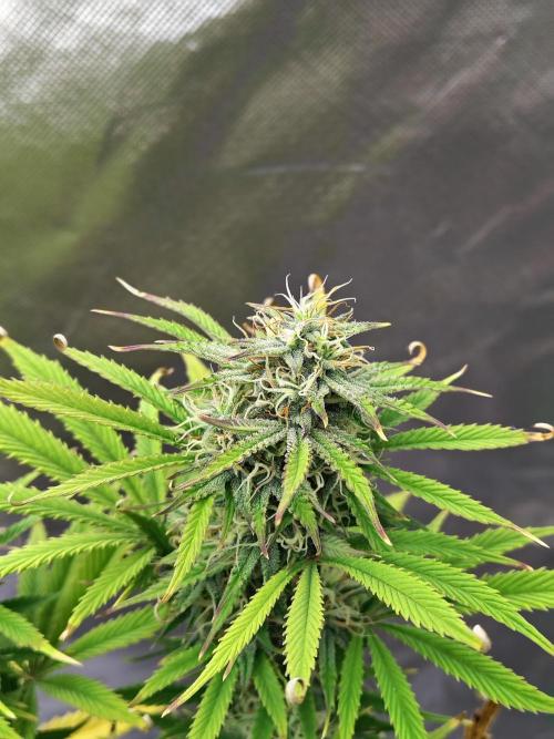 Sticky Broccoli. Week 9