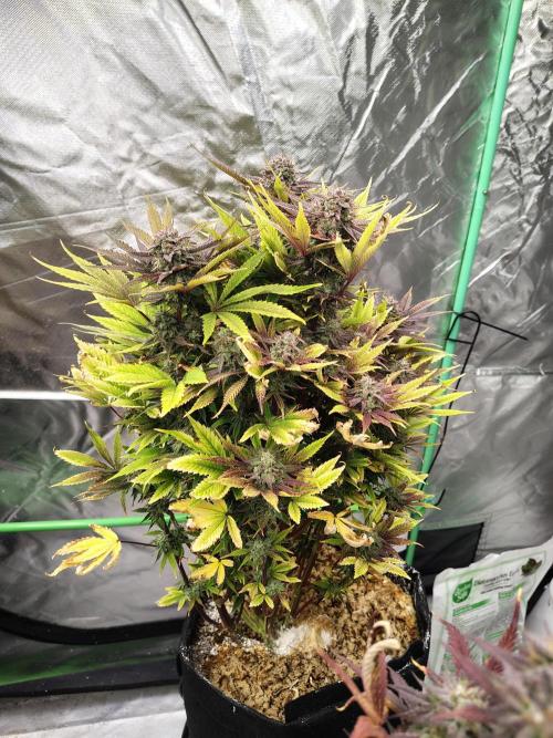The Perm. Week 11 - D81