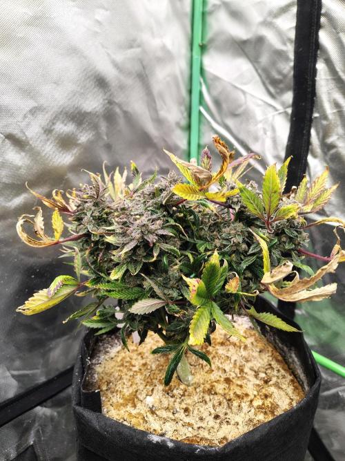 The Perm. Week 11 - D81
