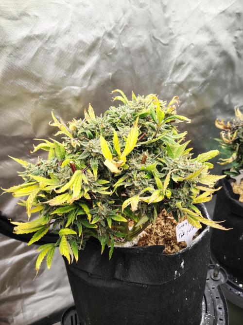 The Perm. Week 11 - D81