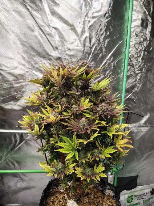 The Perm. Week 12
