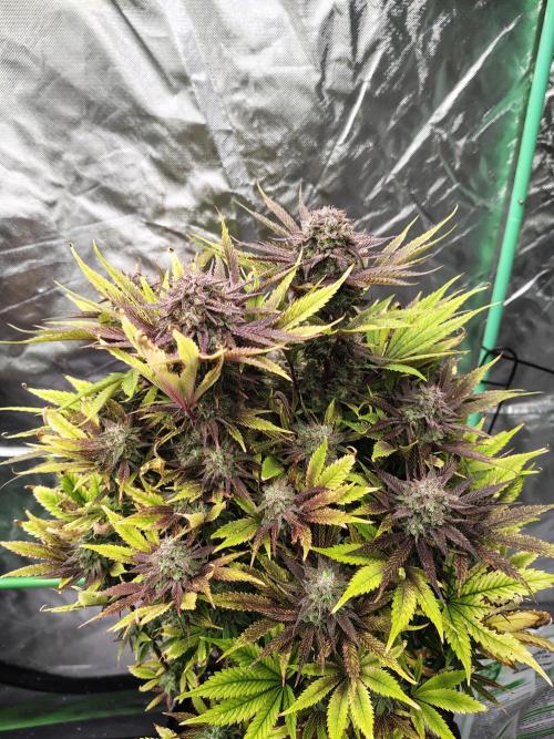 The Perm. Week 12