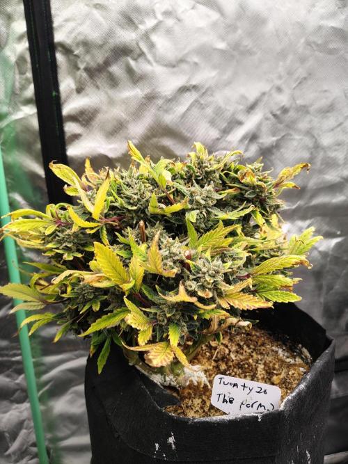 The Perm. Week 12