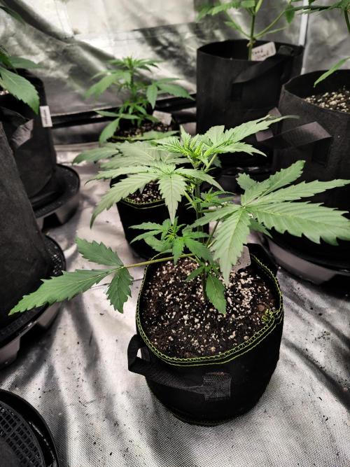Cherry Cookies Auto. Week 3