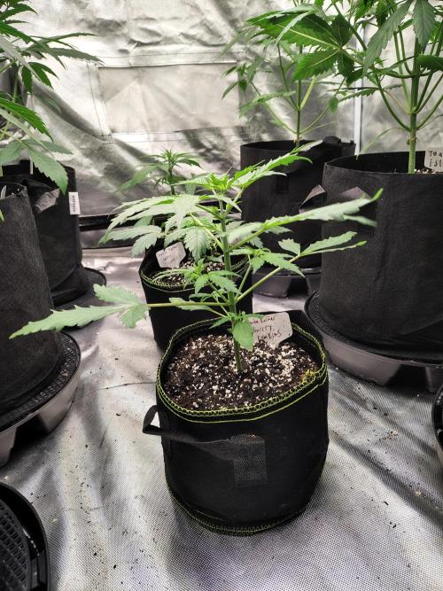 Cherry Cookies Auto. Week 3