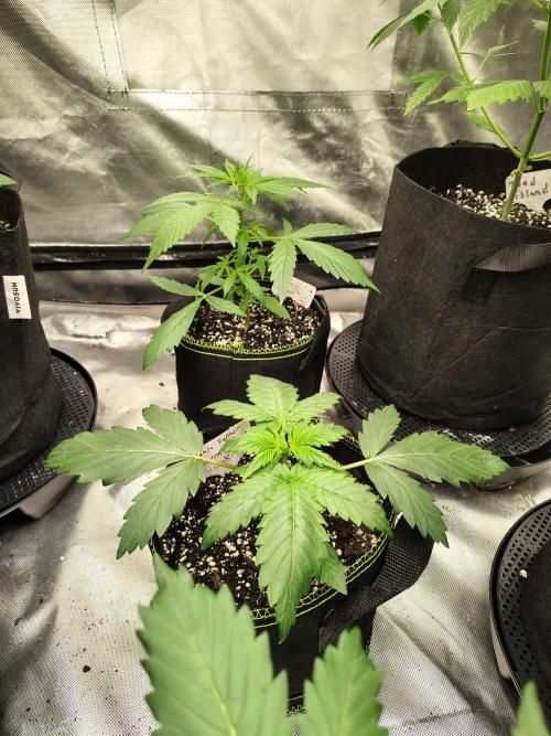 Cherry Cookies Auto. Week 3