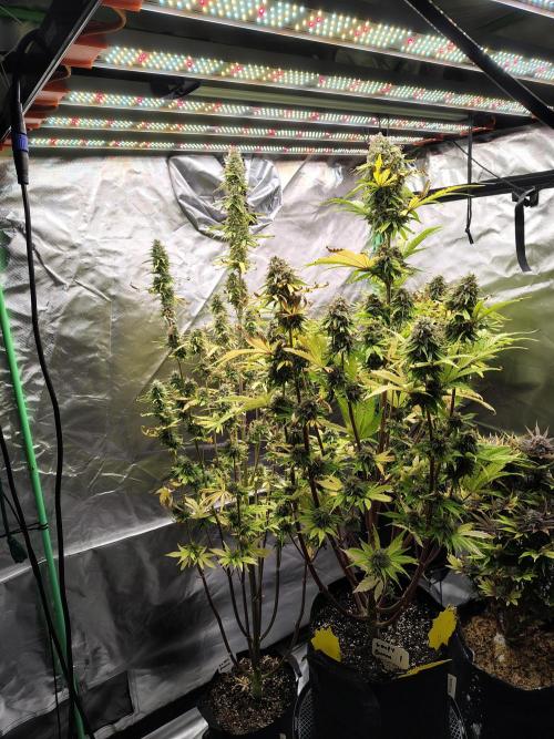 Goupy Banana. Week 9